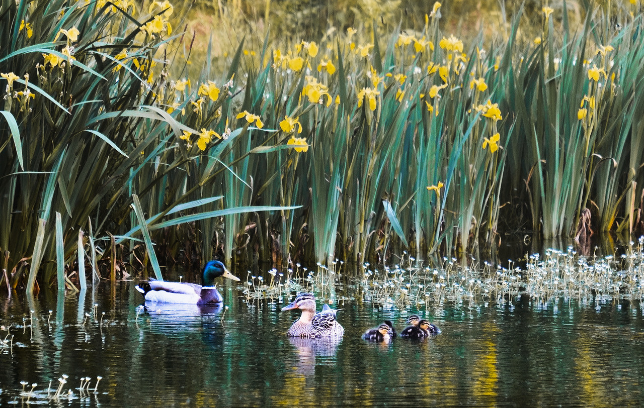 Le golf de la Baie de Morlaix, un écosystème remarquable